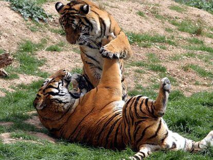 Un parell de tigres al parc Terra Natura, a Benidorm.