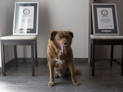 Bobi, retratado junto a los certificados de su récord Guinness en julio de 2023.