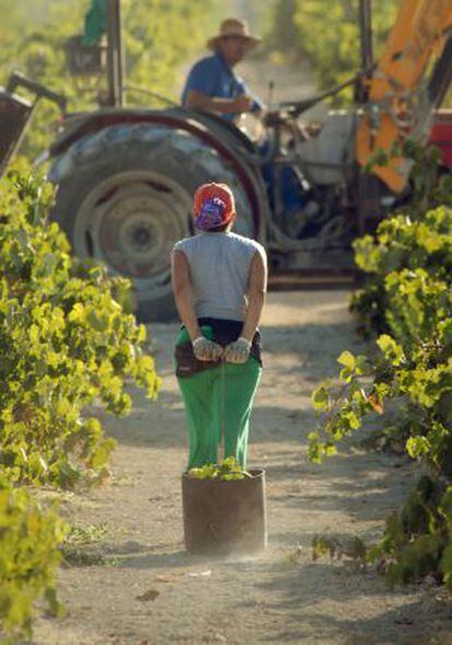 Trabajadores vendimiando en Jerez (Cádiz).