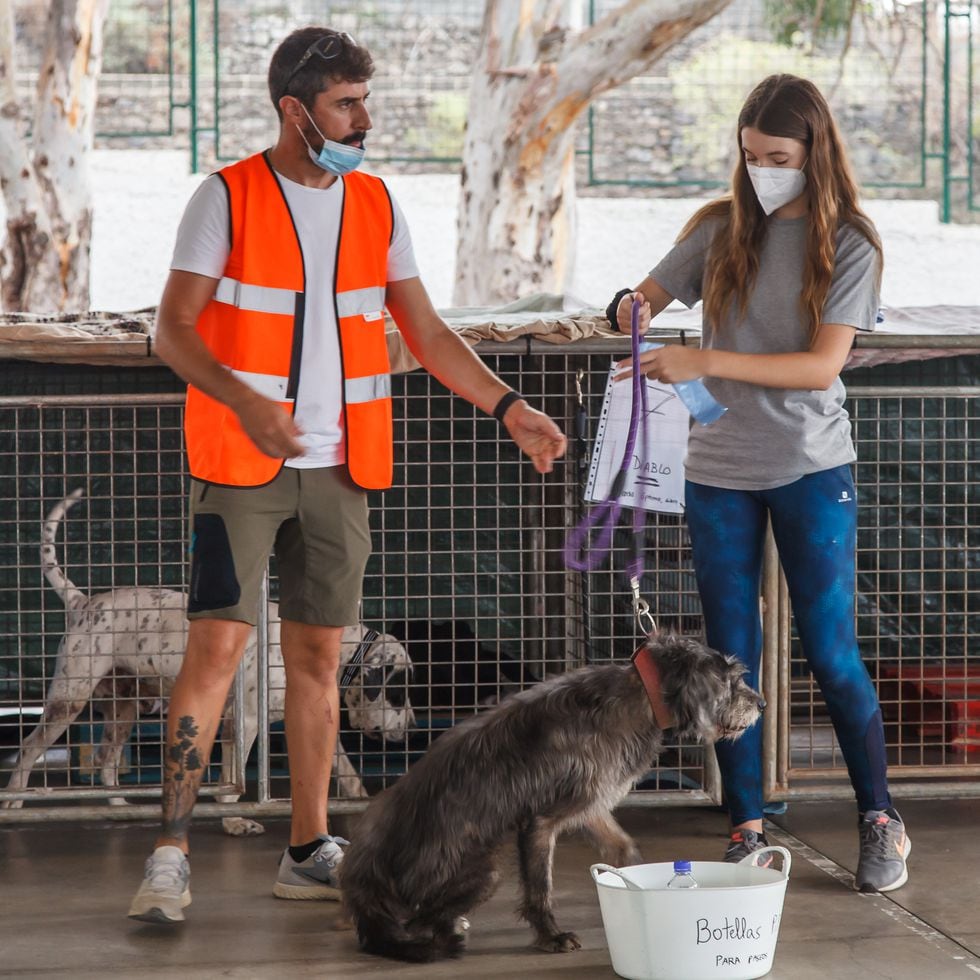 Ley de protección animal: el Gobierno quiere prohibir que se deje a un  perro sin supervisión más de 24 horas | Clima y Medio Ambiente | EL PAÍS