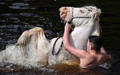 Un hombre lavaba este jueves a un caballo en el río, durante el primer día de la feria anual que se celebra en la ciudad de Appleby (Inglaterra). El evento atrae a miles de viajeros de todo el mundo.