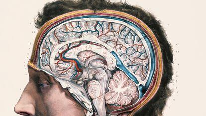 Vista lateral del interior del cerebro ilustrada por Nicolas Henri Jacob en 1844.