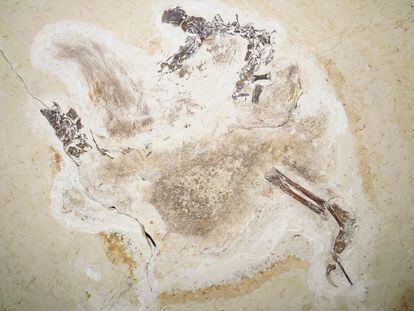 Fósil del 'Ubirajara jubatus', tal y como fue mostrado en la publicación científica retirada.