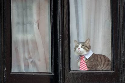Uno de los gatos más famosos del siglo XXI: el que vive con Julian Assange y lleva una colorida corbata.
