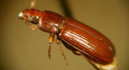 Escarabajo castaño de la harina ('Tribolium castaneum').