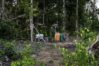 Límite entre la selva y un cultivo joven de la planta de coca.