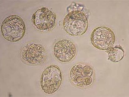 Ocho de los treinta embriones clonados, vistos por el  microscopio.