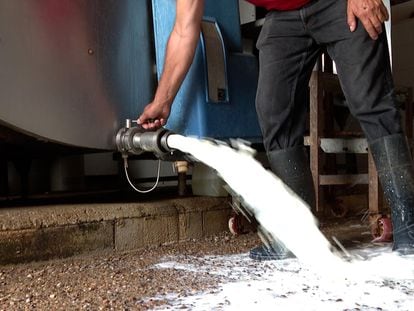 Un ganadero andaluz tira la leche de su vaqueriza por los elevados precios.