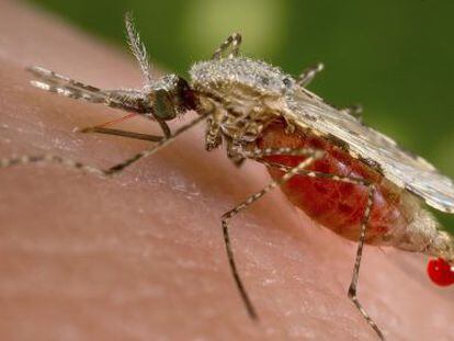 Una foto del mosquito que transmite la malaria posado en una persona, y en la que se ve la sangre en su abdomen.
