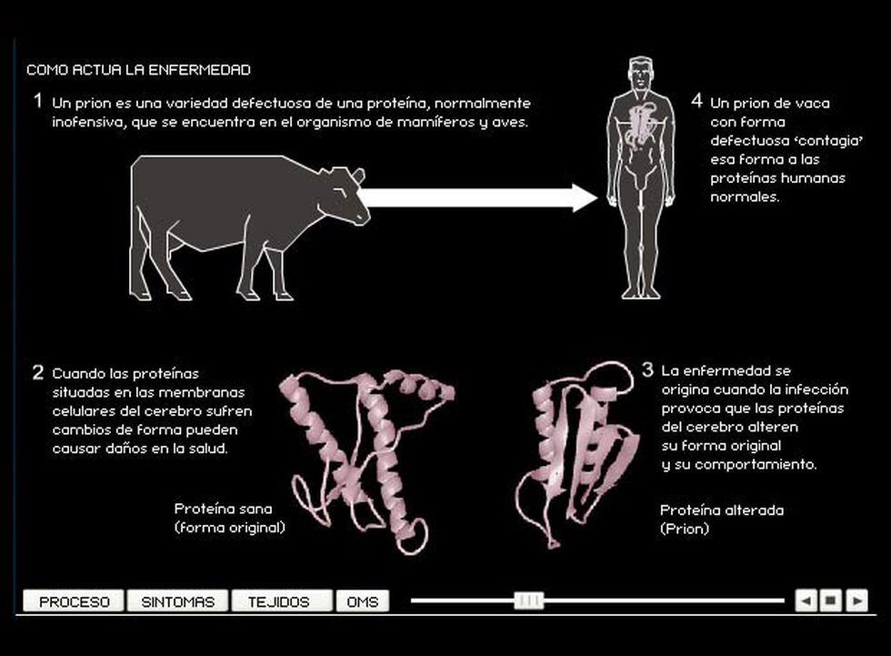 Dos muertos por 'vacas locas' Sociedad EL PAÍS