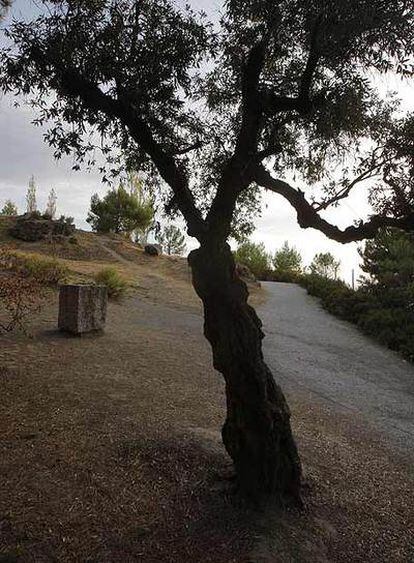 El lugar, en Alfacar (Granada), en el que pueden estar los restos de Lorca, ayer al atardecer.