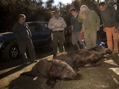 Tres senglars caçats en una batuda autoritzada a Collserola, el 2011.