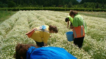 Trabajadores de Josenea en la finca de Lumbier (Navarra).