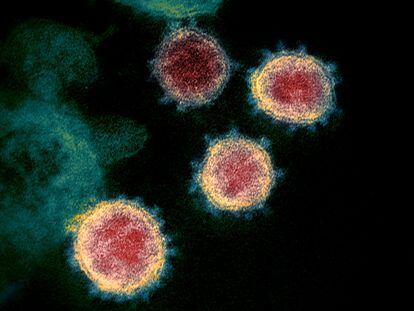 El virus SARS-CoV-2, aislado de un paciente en EE UU.