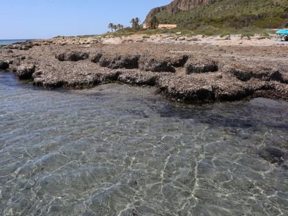 Posidonia en la playa de Santa Pola (Alicante).
