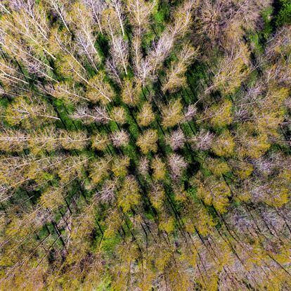 El planeta festejó este miércoles el Día Mundial de la Tierra, una efeméride que en muchos países sirve para concienciar sobre el cuidado del medio ambiente. Para ello, en Hungría, un dron captó esta foto de un bosque de álamos.