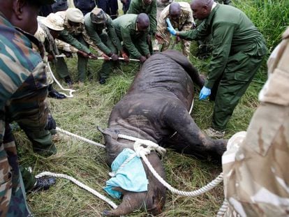 Una rinoceronte negro hembra es sedada antes de ser trasladada, el pasado 26 de junio.