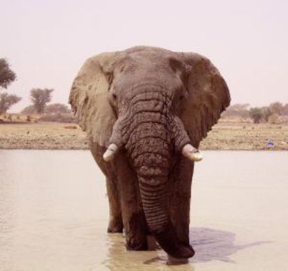 Un elefante en la región de Mali en la que fueron abatidos 19 ejemplares hace unos días.