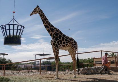 Benito en su espacio del Parque Central de Ciudad Juárez, en junio.