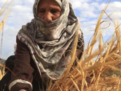 Una agricultora palestina recoge trigo a las afueras del campo de refugiados de Rafah.