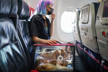 Una pasajera acompañada de su mascota en un avión.