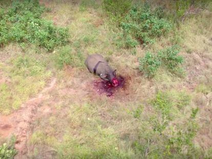 Un rinoceronte agonizando divisado por los guardias del parque Kruger.