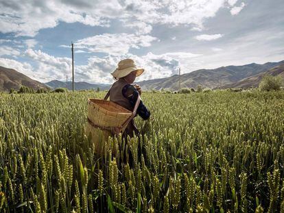 Campos de trigo en el Tibet.