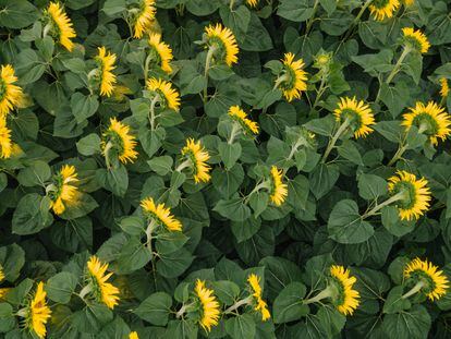 El heliotropismo conduce a la orientación uniforme hacia el este de las plantas maduras de girasol.