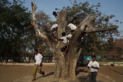 Unos niños juegan trepando a un árbol en la escuela residencia Shivaji Shikshan Prasarak Mandal, en el poblado de Girola, muy cerca de Shodhgram. En la India, muchos padres prefieren tener hijos varones. Hay mujeres que abortan si saben que están embarazadas de una niña y familias que descuidan a sus hijas recién nacidas. Como resultado, la razón de sexo infantil (entre 0 y 6 años de edad) es de 919 niñas por cada 1.000 niños.