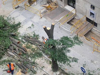 Árboles talados en la calle de Luís Esteban, cerca de la plaza de Castilla.