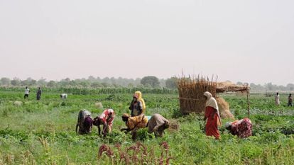 Un grupo de mujeres trabaja en sus cultivos en Gongolon, cerca de Maiduguri (Nigeria).