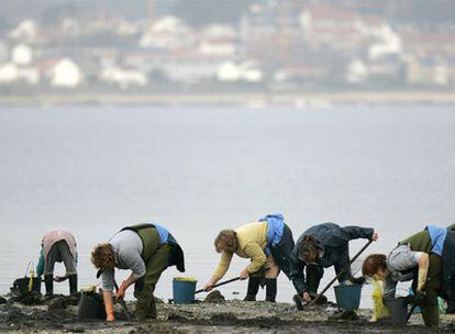 Un grupo de mariscadoras, trabajando en enero de 2007 en la playa del Terrón, Vilanova de Arousa.