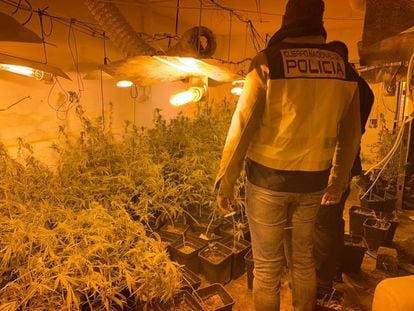 Un policía nacional en un cultivo ilegal de marihuana en una imagen de archivo.