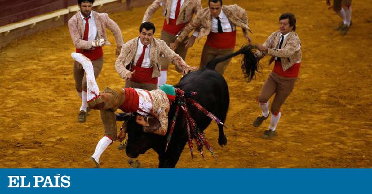 Touradas: As touradas vão bem em Portugal |  Opinião