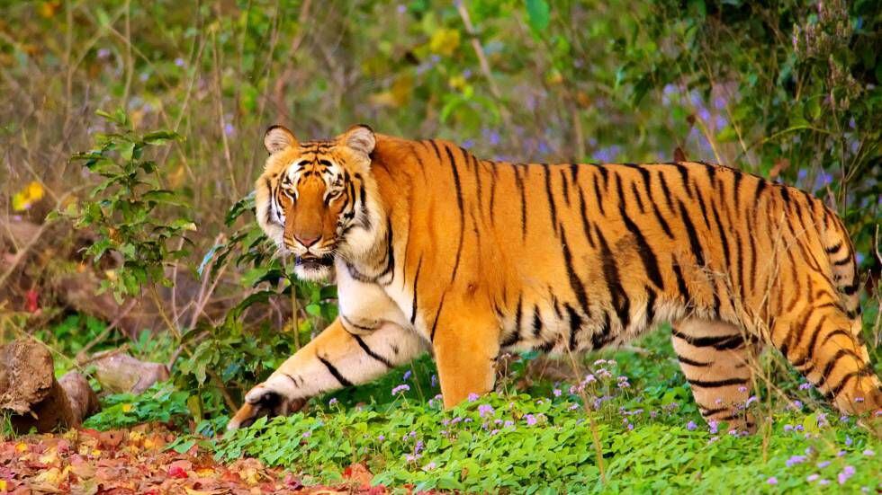 Un tigre en el parque Nacional Jim Corbett, en la India.