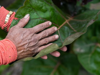 Magdalena Laine toca una hoja de la planta de tomate de árbol en las chakras de Magdalena, en la Sierra de Cotacachi (Ecuador).