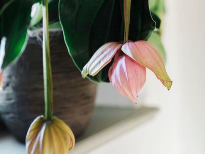 La medinilla también es conocida por el nombre de orquídea de Malasia y la uva rosa, entre otros nombres.