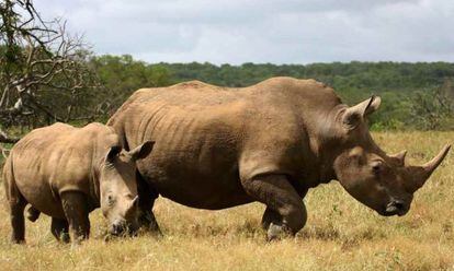Rinoceronte blanco y su cr&iacute;a.