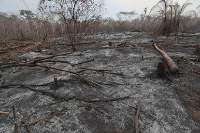 Una zona devastada por los incendios provocados en la Chiquitanía, la zona boliviana de la Amazonia.