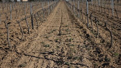 Viñas en La Granada del Penedés, afectadas por la sequía.