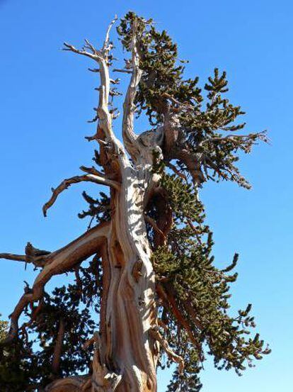 Pinus longaeva en Spring Mountains, Nevada, EE UU.