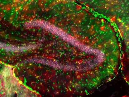 Imagen de astrocitos glutamatérgicos en un hipocampo, obtenida por el equipo de la Universidad de Lausana.