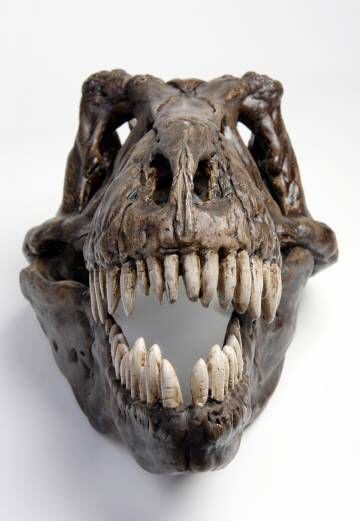 Cráneo de Tiranosaurio Rex hallado en el oeste de Estados Unidos.