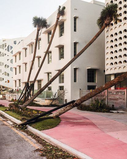 Palmeras caídas en una acera
(2017) de Miami Beach.