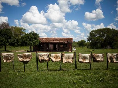 Pieles de animales se secan al sol frente a la casa de uno de los empleados del ganadero que ocupa las tierras de la comunidad indígena Sawhoyamaxa (Paraguay), en una imagen de archivo.