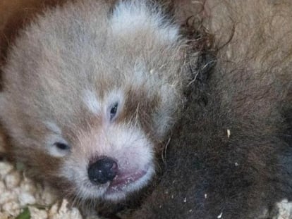 Vídeo | Nace un panda rojo en Inglaterra, un “símbolo de esperanza” para su especie