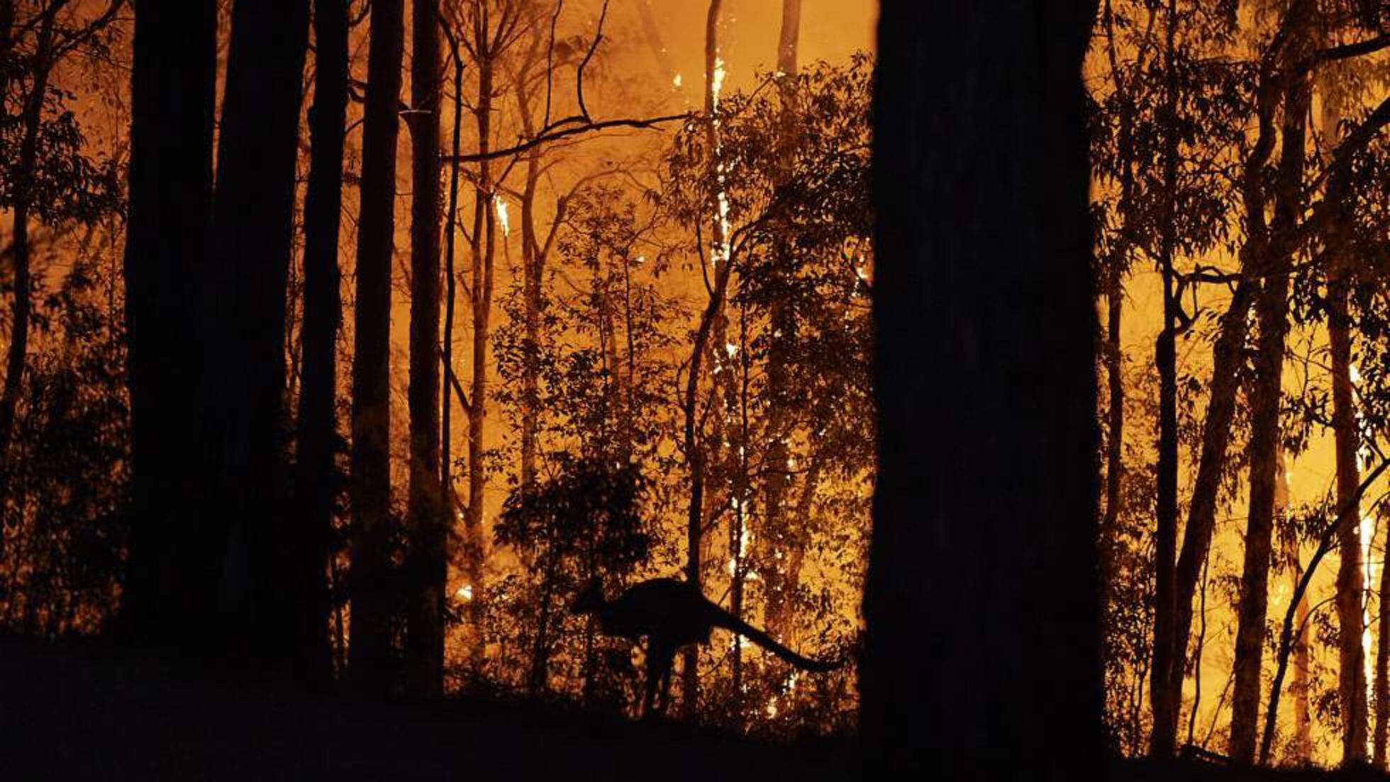 Incendios En Australia La Biodiversidad Australiana En Llamas Sociedad El Pais