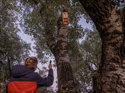 Una técnica de la empresa BRUTAL realiza mediciones de ultrasonido junto a cajas-nido de murciélagos en Coria del Río (Sevilla).