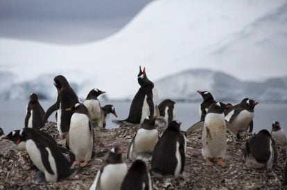 Varios pingüinos el pasado 19 de enero, en la Antártida.