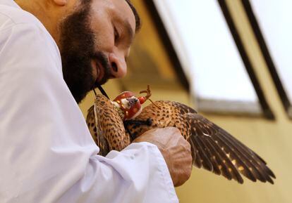 El encargado de una tienda del zoco coloca una caperuza en la cabeza de un cernícalo. Al igual que muchos otros países, Qatar también es un Estado miembro de CITES desde agosto de 2001 que cumple su reglamento de prohibir el transporte ilegal y la captura de halcones silvestres durante su migración. 